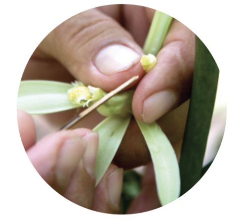 Hands pollinating flowers