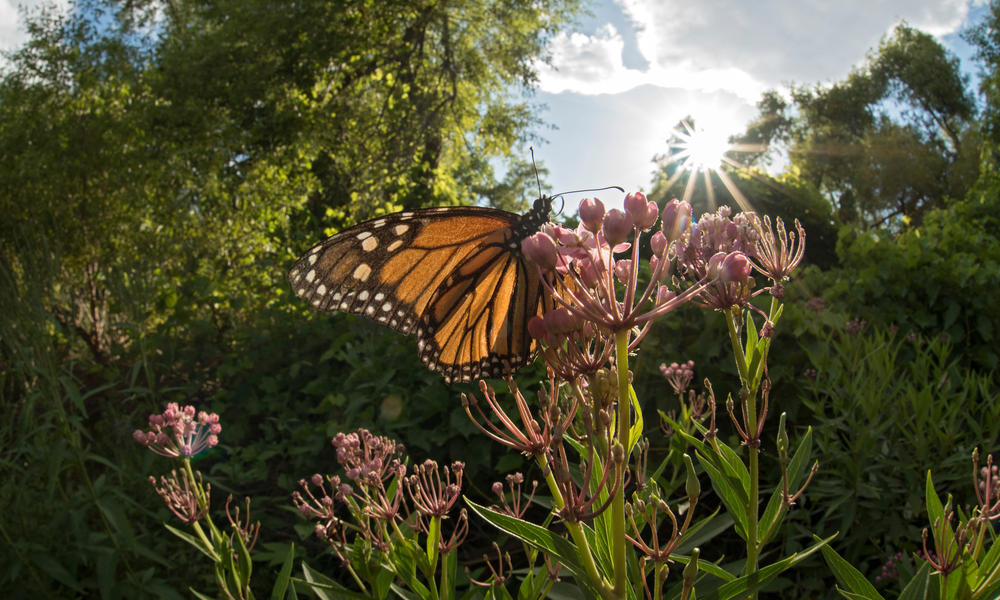 monarch on flower WW225154