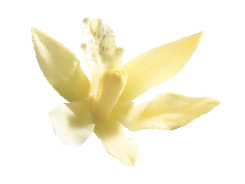 Vanilla orchid