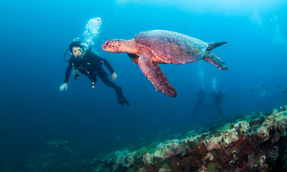 sea turtle and diver Antonio Busiello WW289509