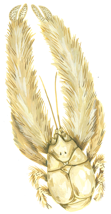 Illustration of kiwa hirsuta