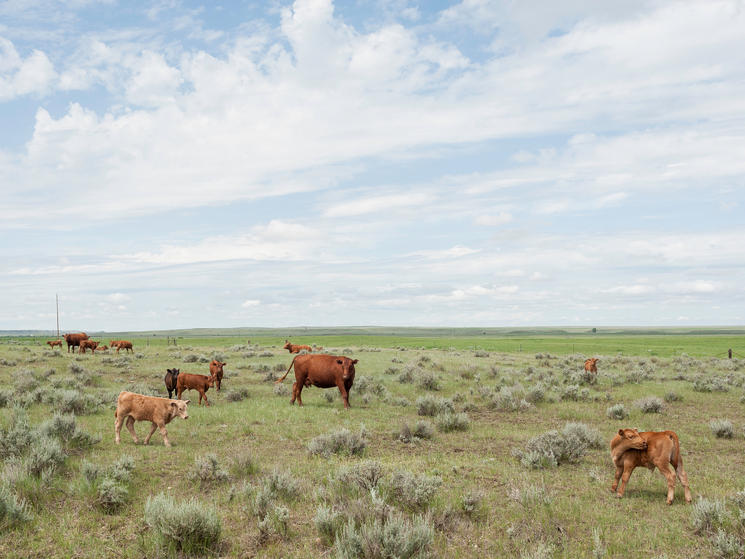 Cattle on Ranch in Montana