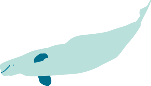 Illustration of Beluga whale