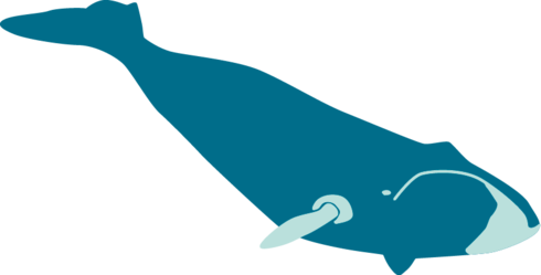 Illustration of Bowhead whale