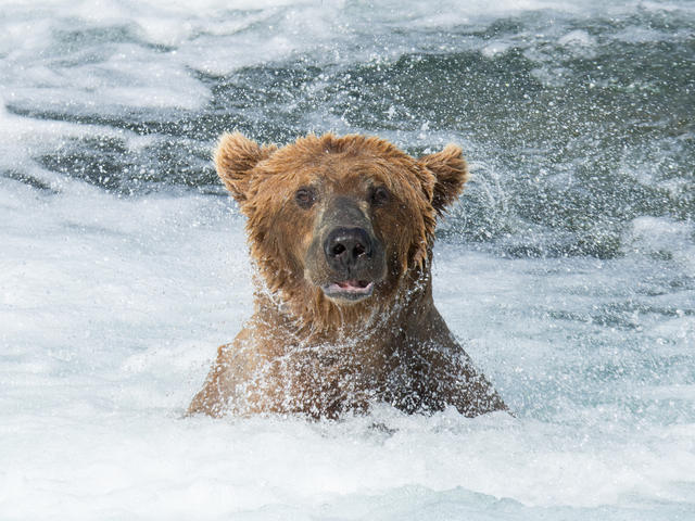 Brown Bear | Species | WWF