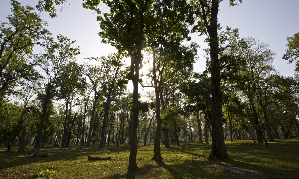 Responsible Forestry Restoring Degraded Forests