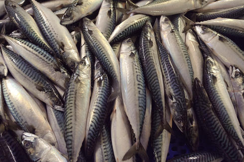 Atlantic mackerel on processing line