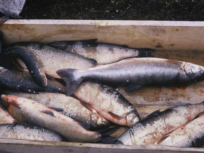 Whitefish | Industries | WWF