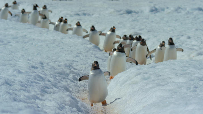 Gentoo penguins in Antarctica