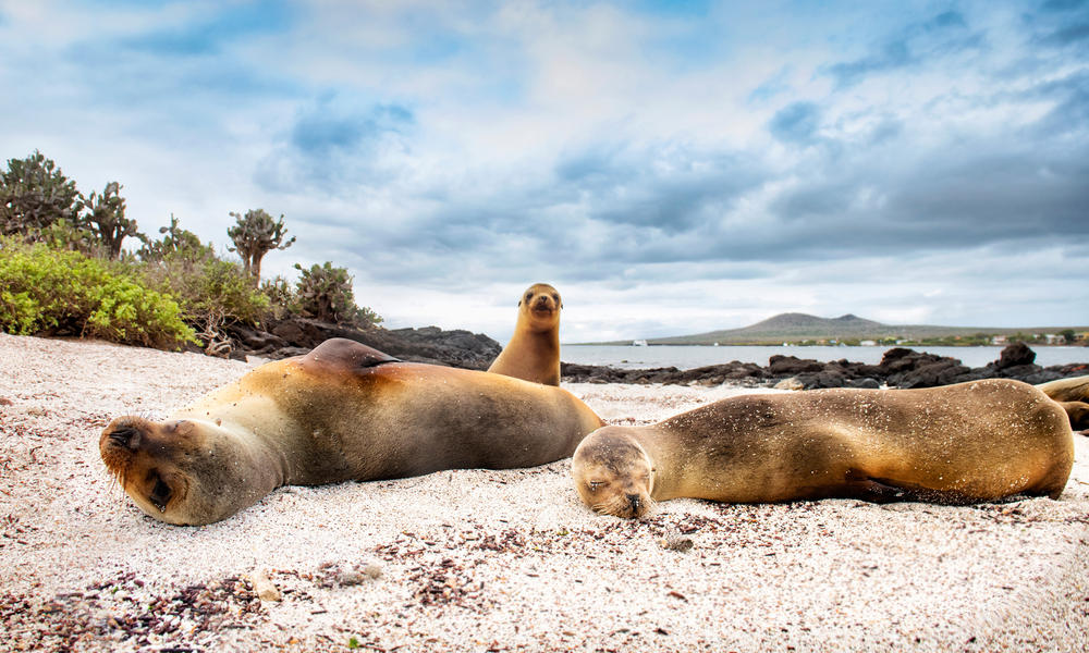 Seals on a beach