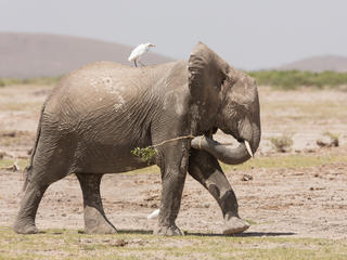 elephan summer2019