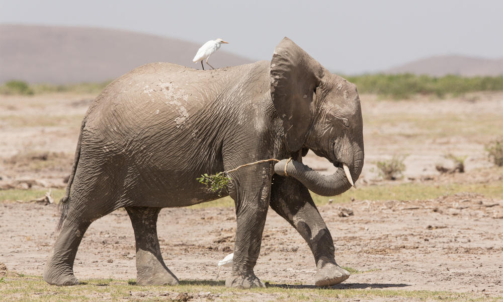 elephan summer2019