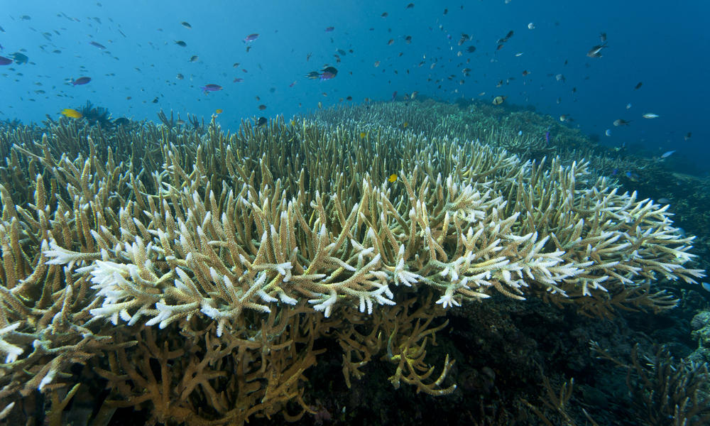 coral bleaching in Papua New Guinea Jürgen Freund WW184307