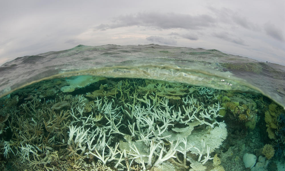 Tubbataha Reefs Natural Park Jürgen Freund WW183585