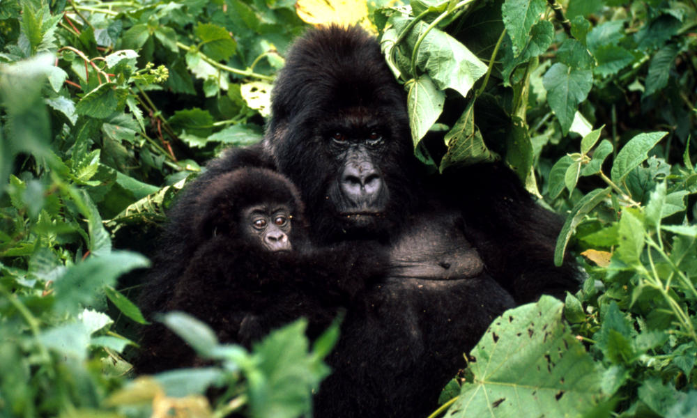 Gorillas New Hero Image