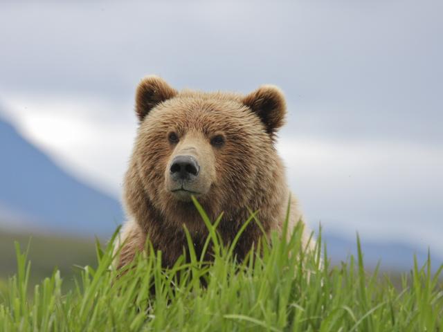 brown bear near pebble mine