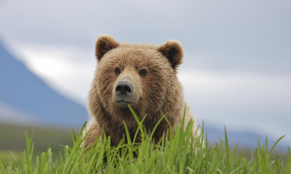 brown bear near pebble mine