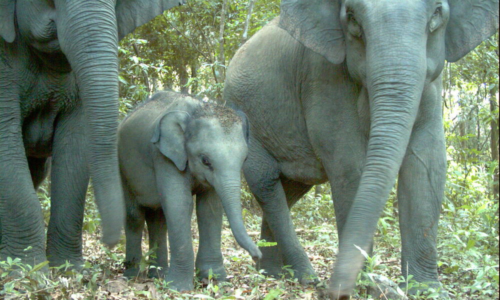 Asian Elephant 