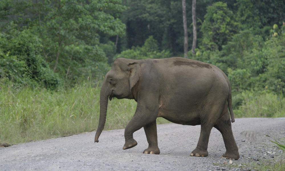 Asian_Elephant_8.13.2012_Habitat_Loss_HI_113476.jpg | Photos | WWF