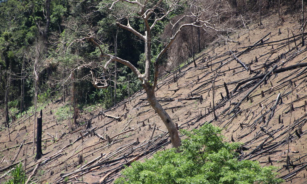 what-is-forest-degradation-and-why-is-it-bad-for-people-and-wildlife