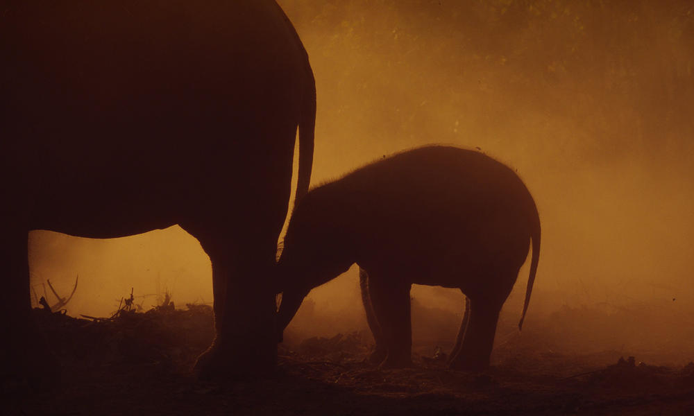 Asian Elephant
