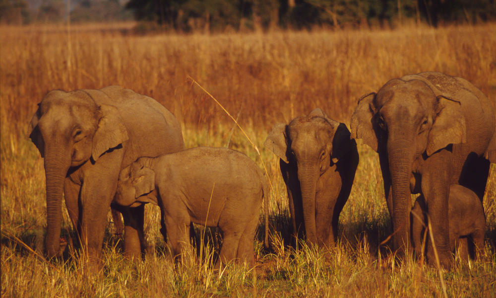 Asian Elephants