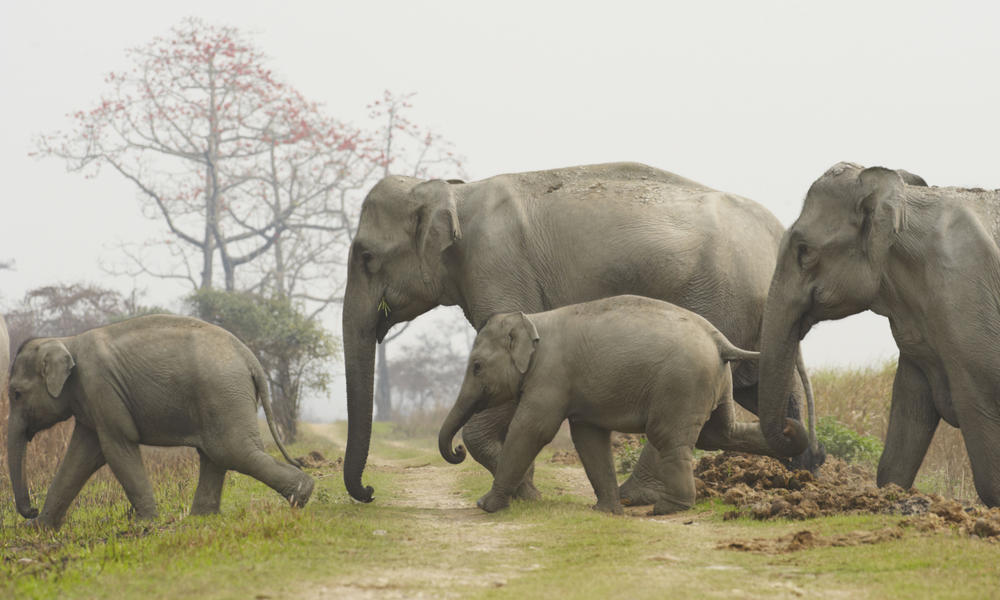 Family of Indian elephants