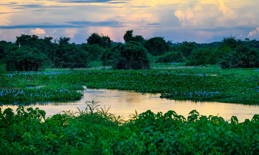 Pantanal  Places  WWF