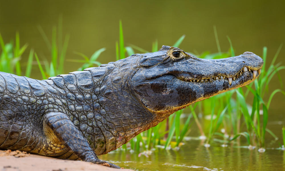 WWF Jaguars and Wildlife of Brazils Pantanal Expedition - Caiman