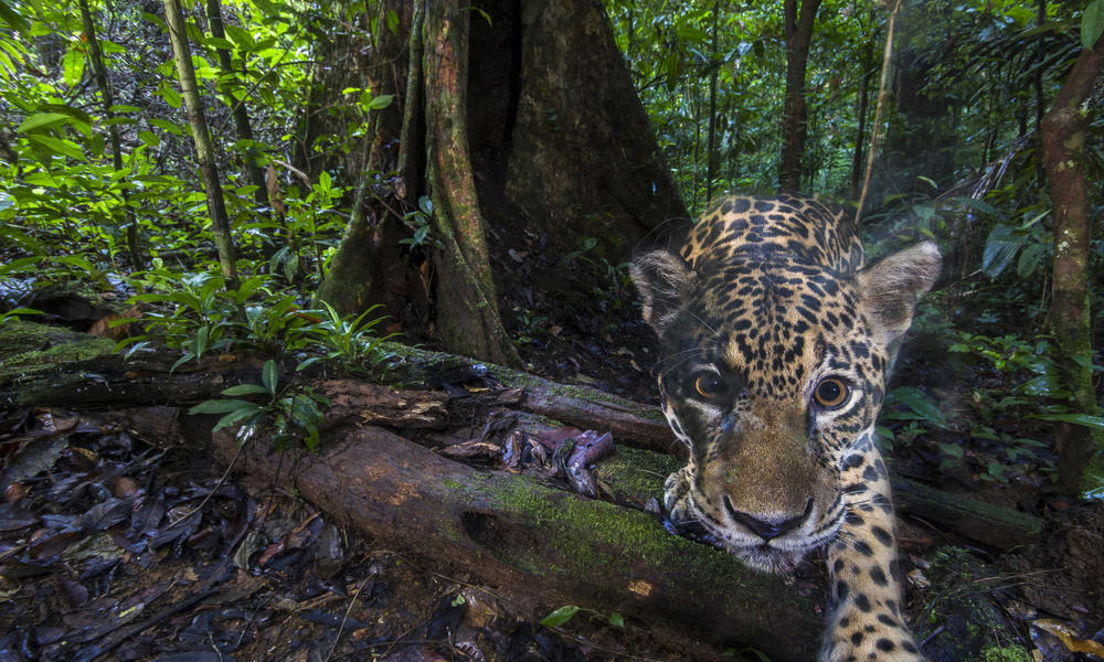 jaguar close WW2120938 Emmanuel Rondeau