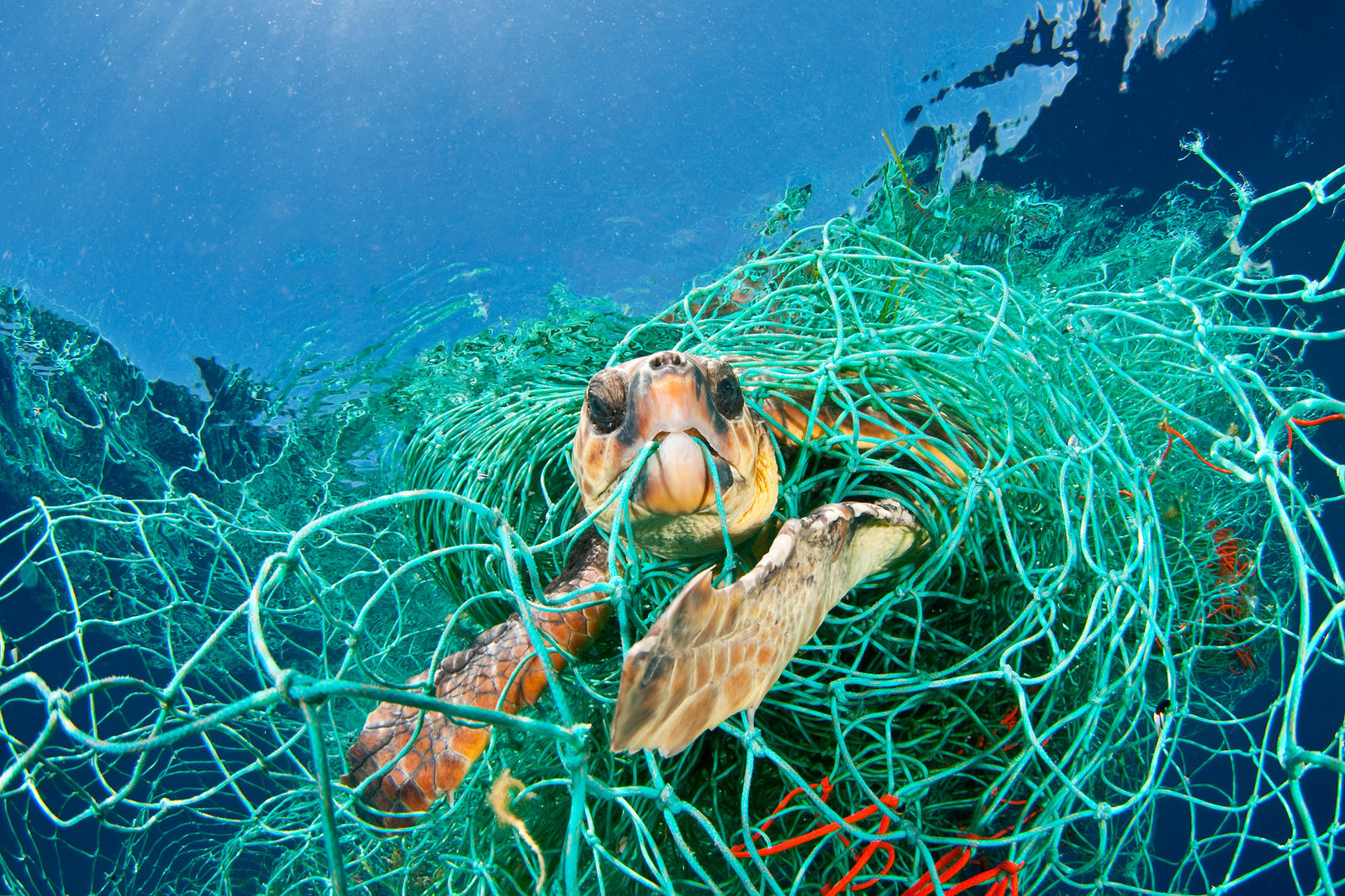 Turtle caught in net