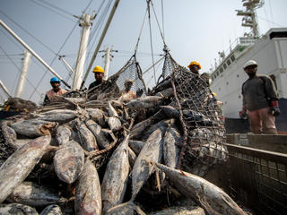 Workers sorting tuna