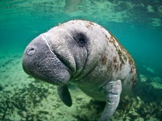 florida manatee WW2122266 Vincent Kneefel