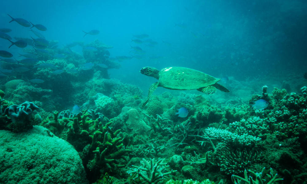 Green turtle swimming through corals and reef fish, Andilana, Nosy Hara Marine Park, Madagascar.