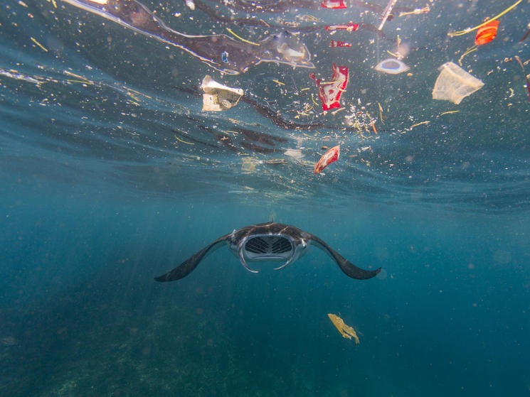 manta ray and plastic WW2122234 Vincent Kneefel