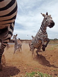 Plains Zebra (Equus burchellii) herd running