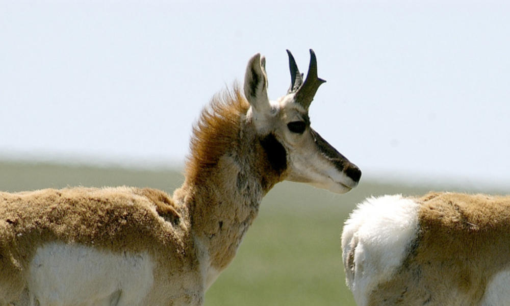 Two pronghorn (Antilocapra americana) waking. Custer State Park, North Dakota, United States.