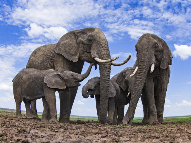 9 Datos Sorprendentes Sobre Los Elefantes Historias Descubre Wwf