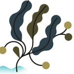 Vector illustration of kelp showing how fishing communities in Southern Madagascar have transitioned to seaweed farming to relieve the strain on coral reefs and fish populations.