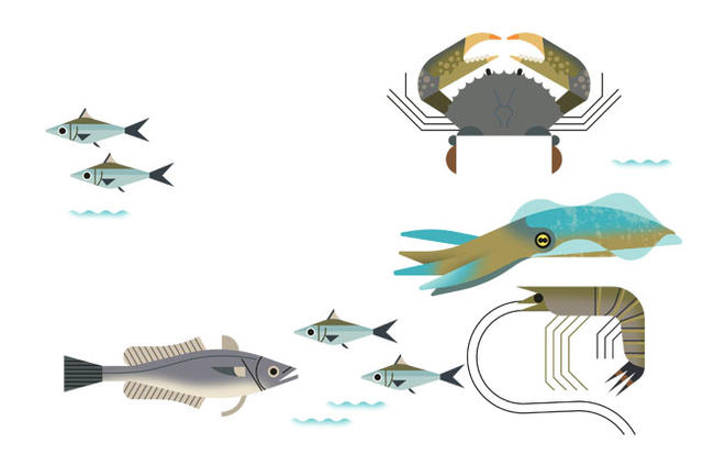 Vector illustration of various fish, crab, cuttlefish and shrimp