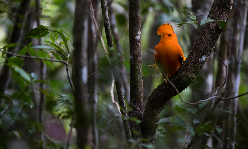 Guianan, Cock-of-the-Rock, the symbol of French Guiana, shot in the Nouragues Natural Reserve