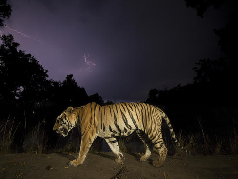 A tiger walking at night, with monsoon clouds and lightning.