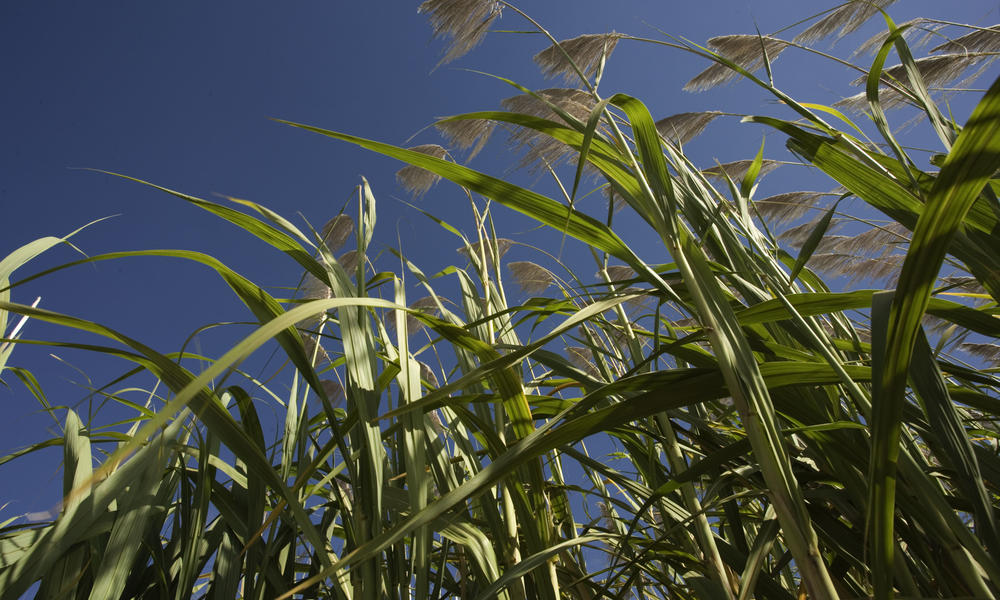 Sugar-cane_08.13.2012_coca-cola-partner