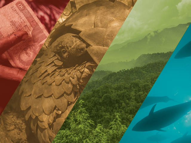 Image representing TNRC's four focus areas: wildlife, fisheries, forests, and finance