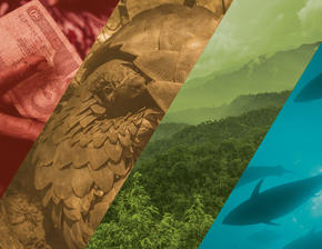 Image representing TNRC's four focus areas: wildlife, fisheries, forests, and finance