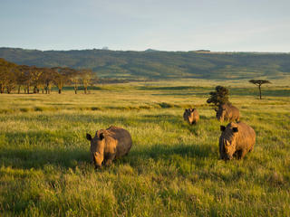 White Rhinoceros (Ceratotherium simum), Kenya.