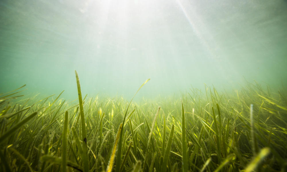 Seagrass bed in the United Kingdom
