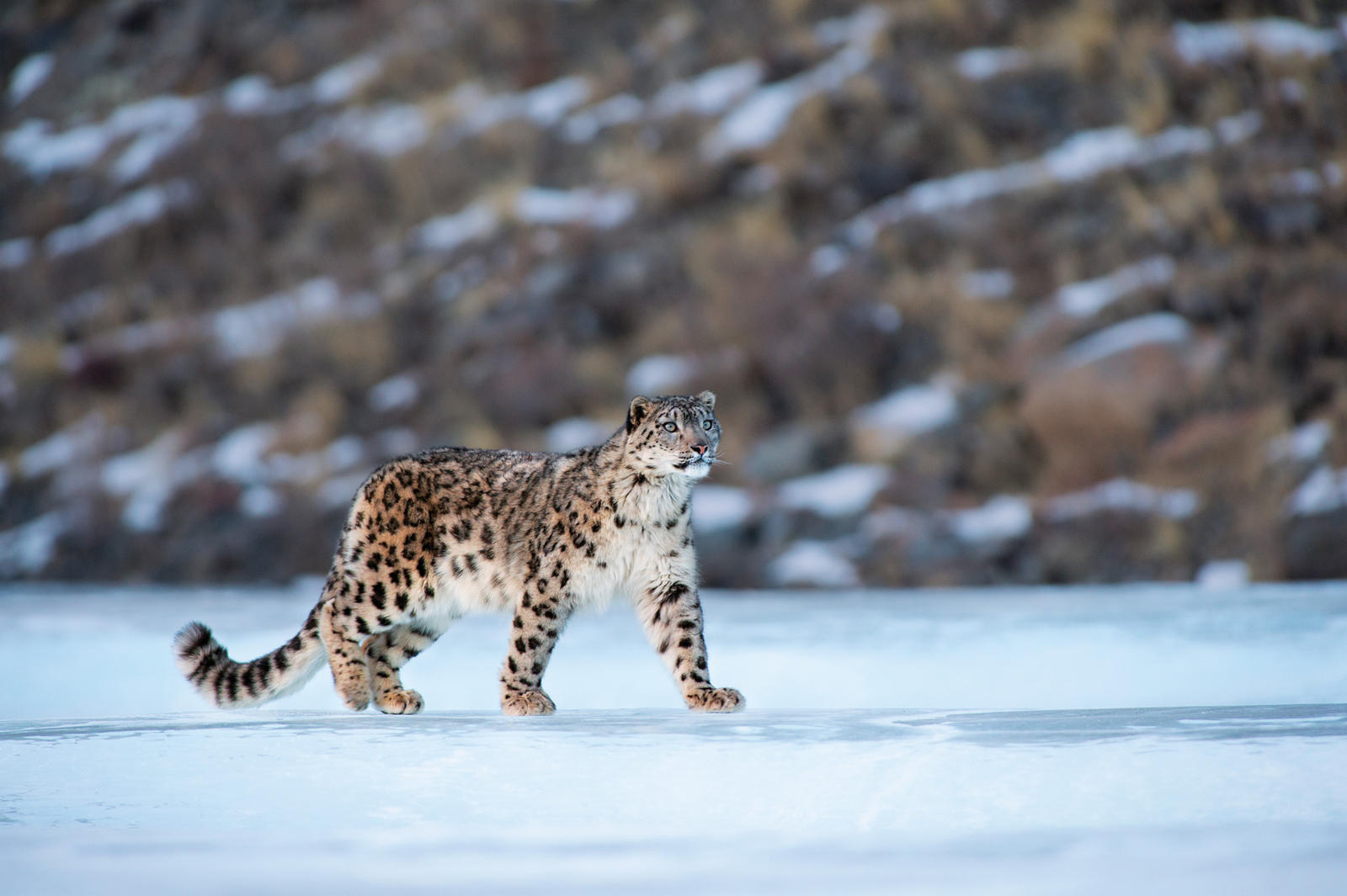 Emerging technology helps WWF monitor snow leopards ...