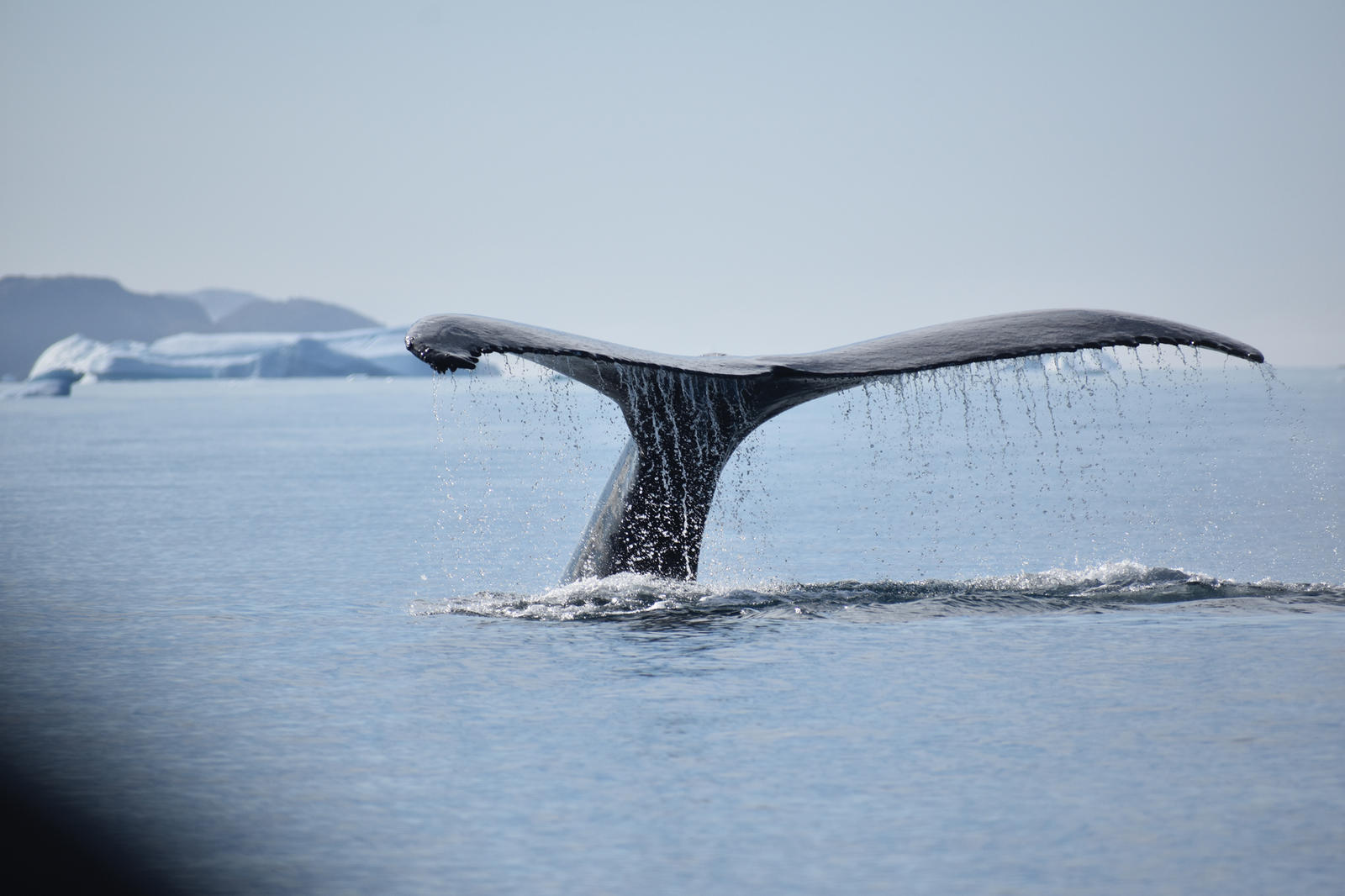 Greenland whale