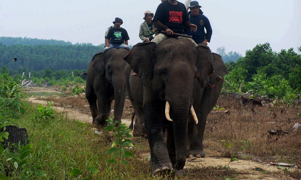 Elephants